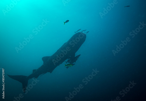 Whale shark © sergemi