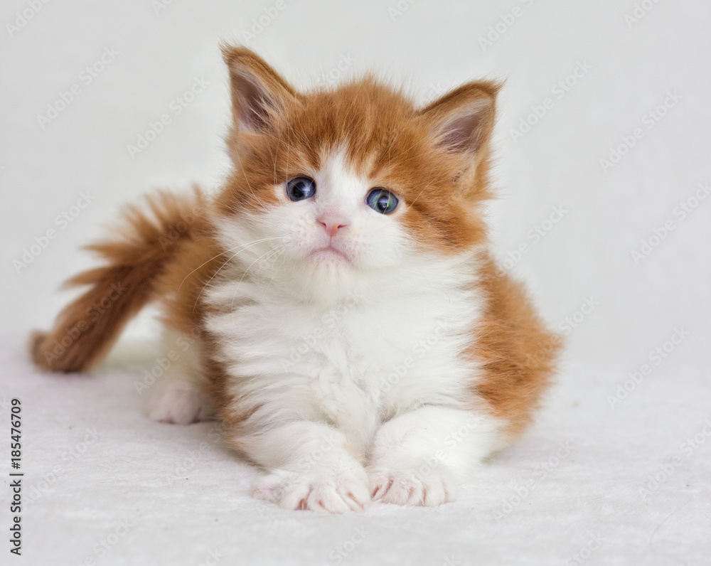red kitten looking