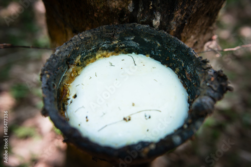 Bowl full of fresh white milk from rubber tree