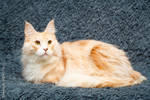 Red Maine Coon cat