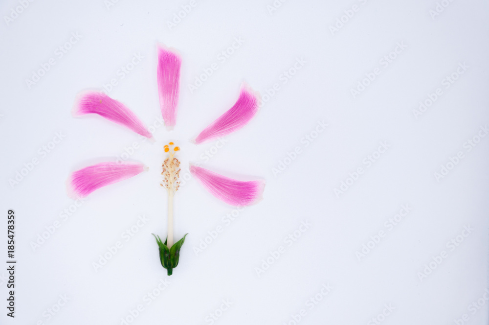 top view pink petal of hibiscus flower around pollen on white background