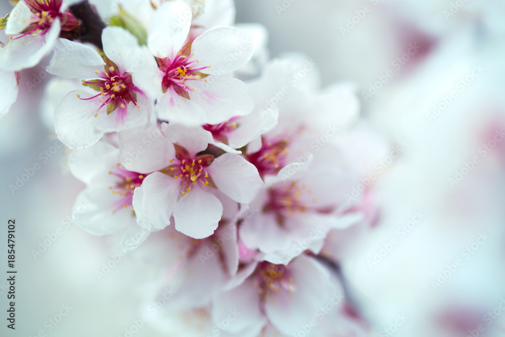 background blooming apricot background blooming apricot