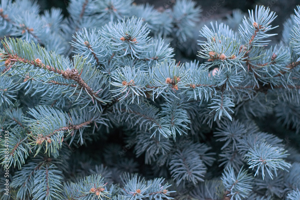 Spruce branches. christmas tree Spruce branches. christmas tree