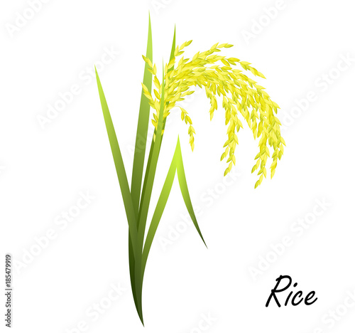 Rice (Oryza sativa, Asian rice). Hand drawn realistic vector illustration of rice plant on white background.