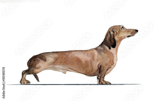 Такса дашханд (Dachshund) нарисованный акварелью в профиль