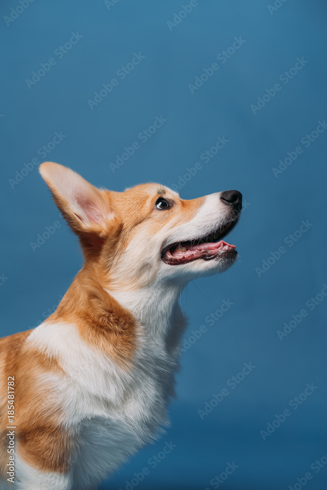 Corgi puppy blue background isolated Corgi puppy blue background isolated
