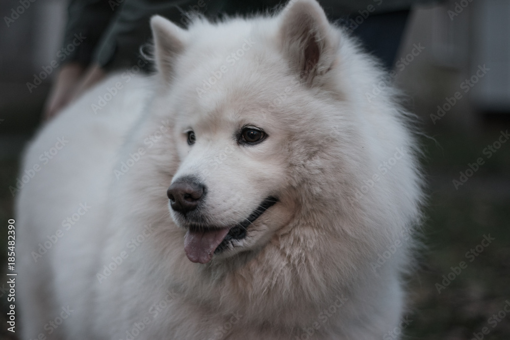 close-up portrait of a beautiful Samoyed muzzle. Samoyed. Beautiful fluffy white dog. Amazing animal