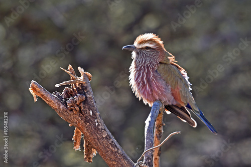 Bild auf Leinwand Stichelracke (Coracias naevia) am Waterberg in Namibia