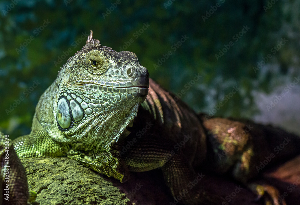Obraz premium Lizard