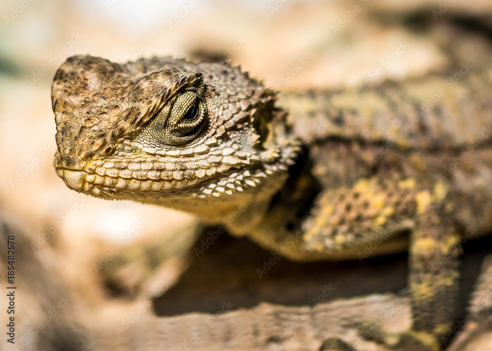 Lizard 1 Lizard 1