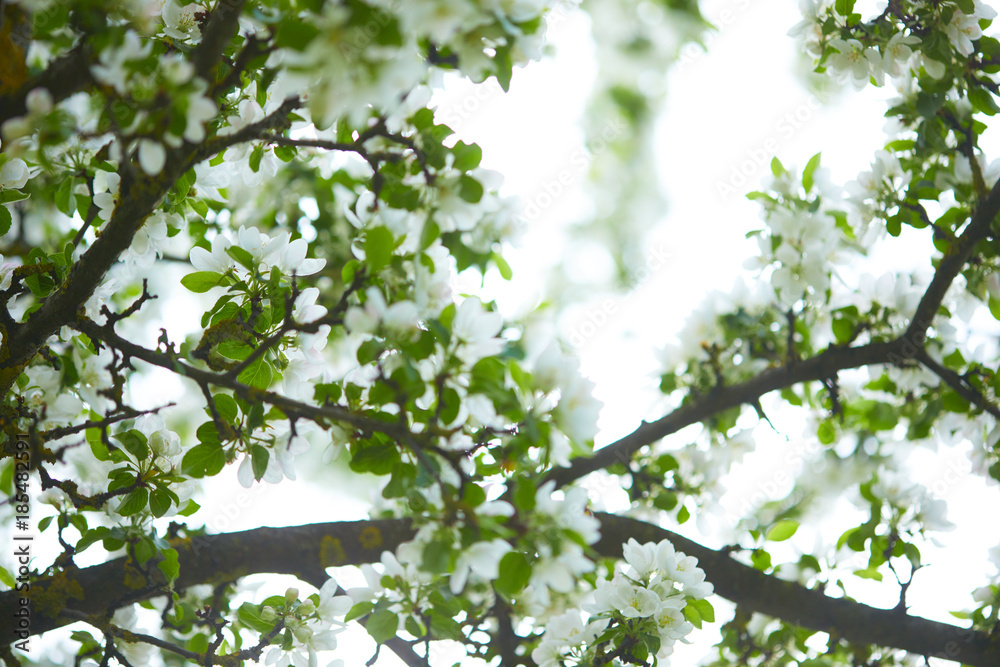 apple blossom apple blossom