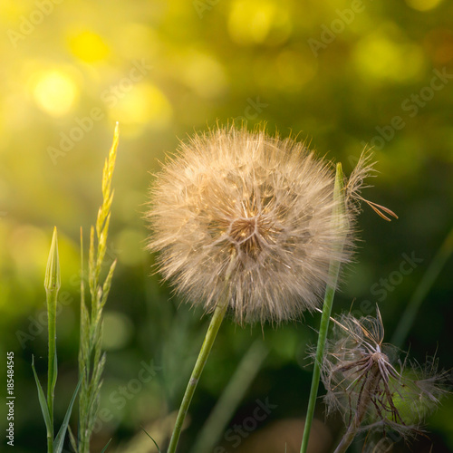 Dandelion seeds in the morning sunlight blowing away in the wind across a clear blue sky