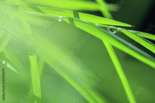 Soft focus of green leaf, Green spring, Beautiful background, Abstract green color
