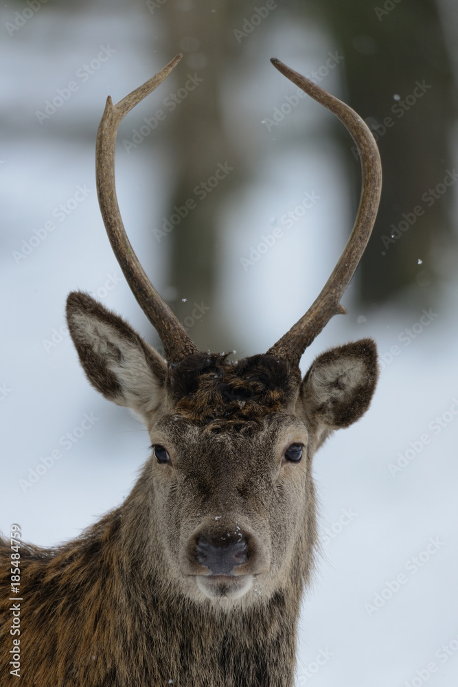 Obraz premium Junger Rothirsch im Winter, Kopf Portrait, Rotwild, (cervus elaphus)