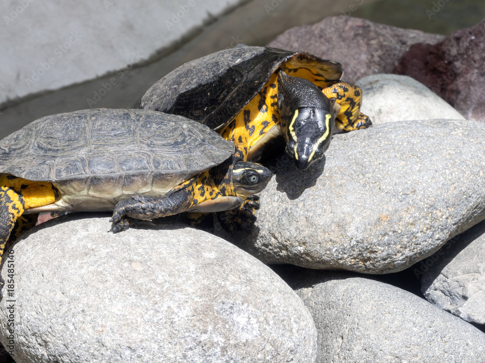 Arrau turtle, Podocnemis expansa, male with conquered female, Ecuador