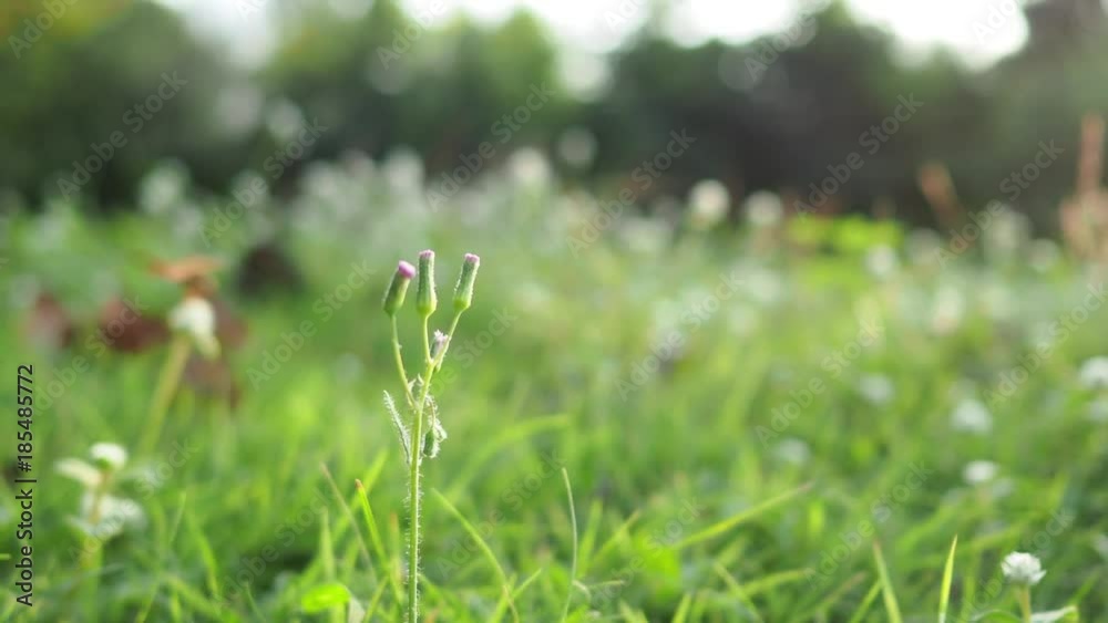 Grass flowers on sunset. Grass flowers on sunset.