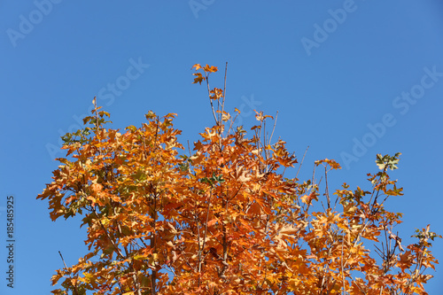 Baum mit Herbstlaub 