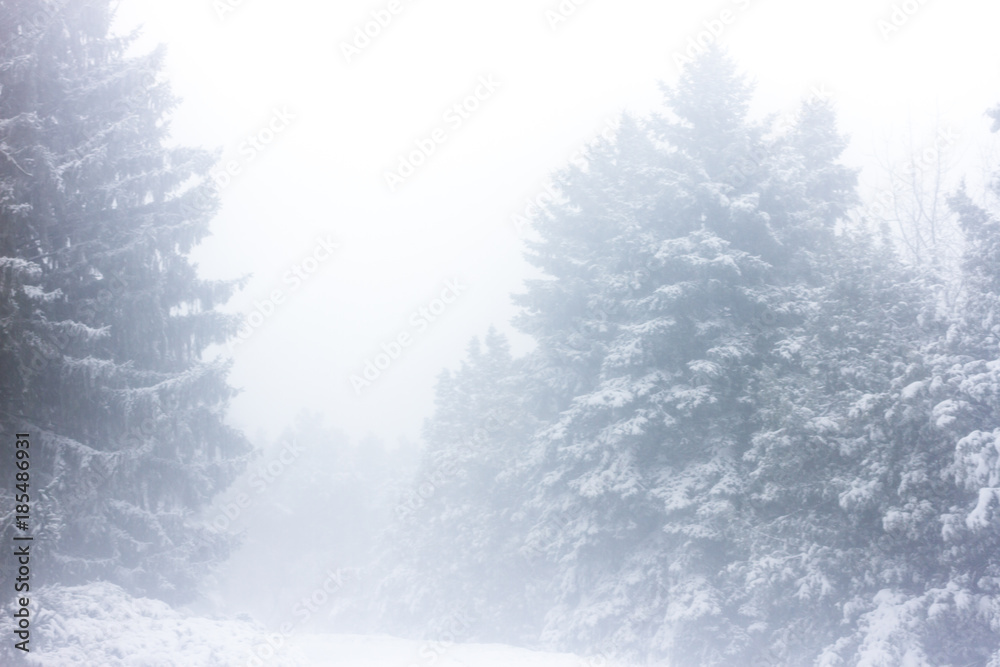 Trees in the snow before Christmas. Frosty fog morning in the forest Trees in the snow before Christmas. Frosty fog morning in the forest