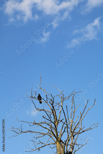 Crow at tree with blue sky in background