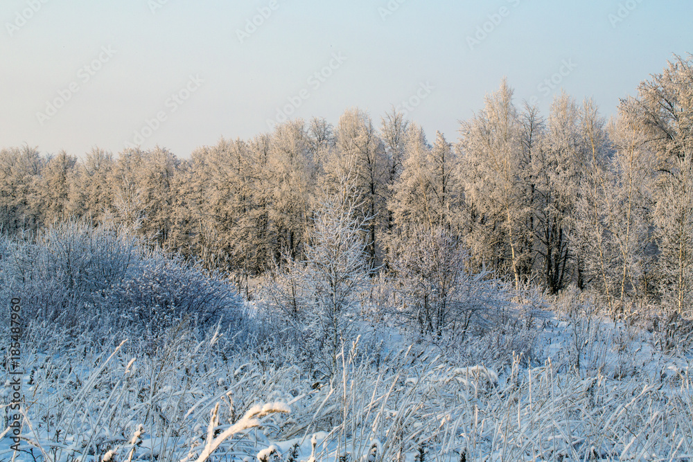 a winter forest covered with snow and frost. a winter forest covered with snow and frost.