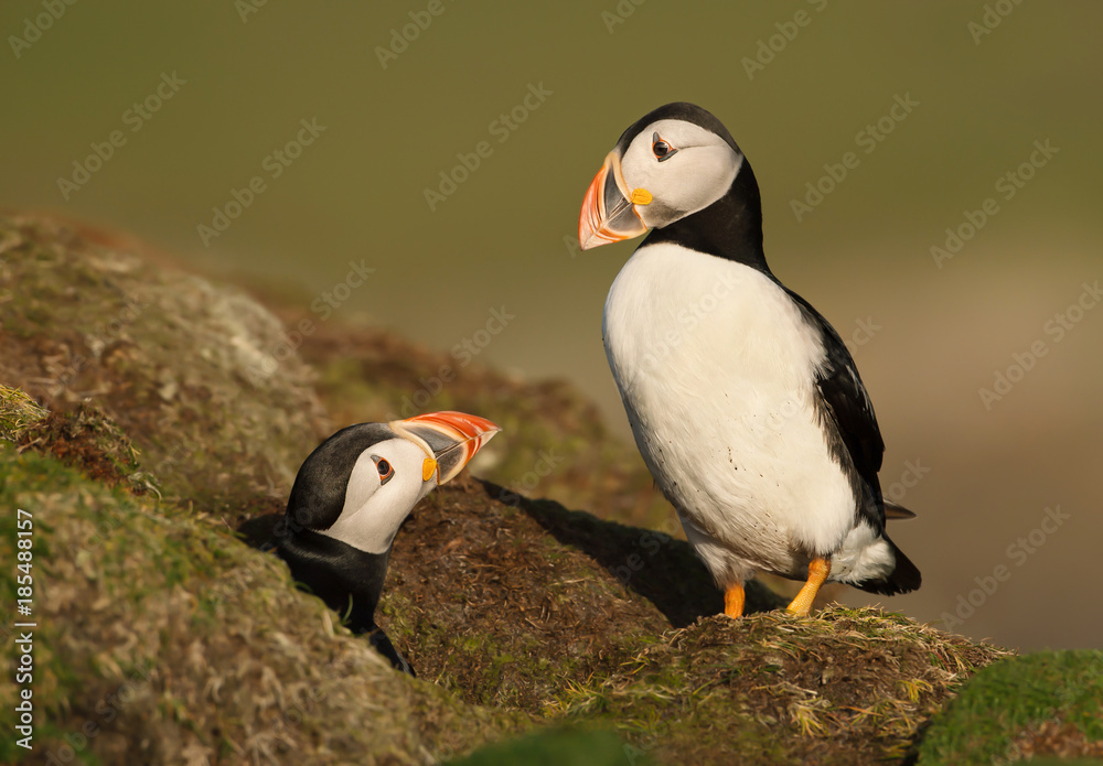 An interaction between two Atlantic puffins by the burrow during a breeding season in Shetland islands, Scotland. An interaction between two Atlantic puffins by the burrow during a breeding season in Shetland islands, Scotland.