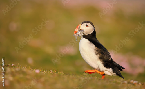 Atlantic puffin with fish in the beak during a breeding season Shetland islands  Scotland. Puffin standing in the field of pink thrift flowers.