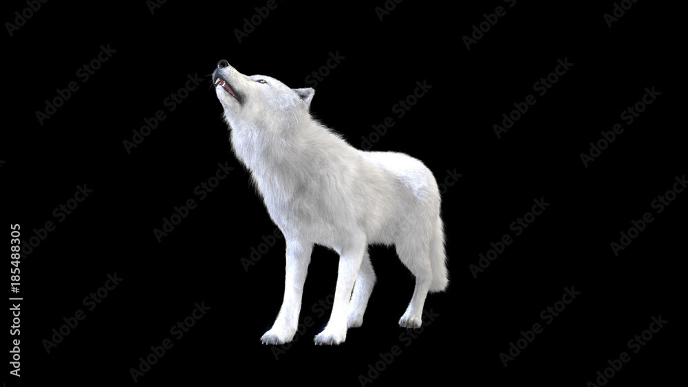 Fototapeta premium 3d Illustration white wolf isolate on dark background, arctic wolf, the canidae family and a subspecies of the gray wolf.