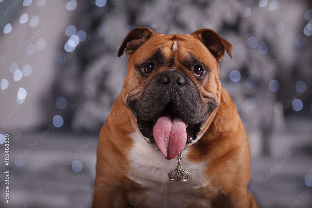 dog English bulldog in the Studio under the Christmas tree with Christmas lights in the background