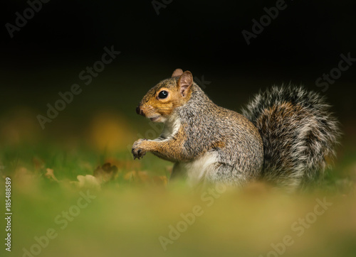 Eastern grey squirrel sitting on the autumnal leaves against a dark tree at the background.