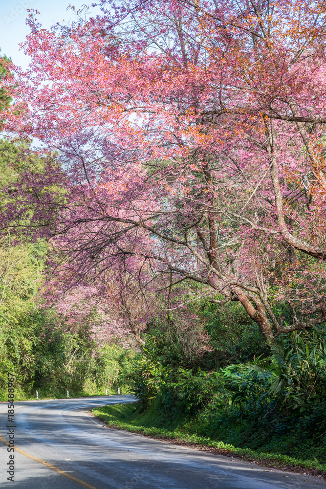 Pink Cherry blossom on road in the morning at north of Thailand, Chiang Mai, Thailand. Pink Cherry blossom on road in the morning at north of Thailand, Chiang Mai, Thailand.