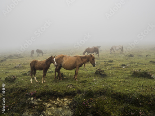 The wild horses of Cabo Ortega © Joerg