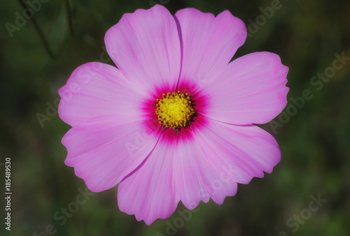 Cosmos flower  Cosmos Bipinnatus  with blurred background