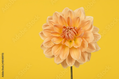 Yellow and orange chrysant flower on a yellow background