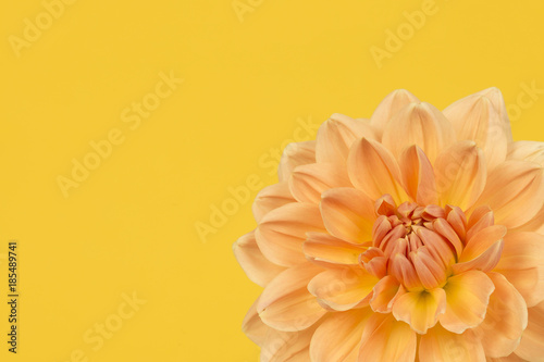 Detail of yellow and orange chrysant flower on a yellow background photo