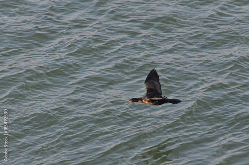 Great Cormorant  Phalacrocorax carbo  flying over the river  