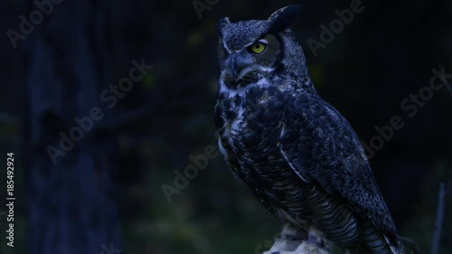 Horned owl at night turning head 