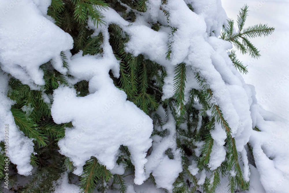 Christmas tree branches covered with snow and ice, background texture