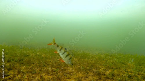 Underwater filming of fish