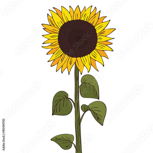 Isolate helianthus or sunflower on white background. Close up clipart with shadow in flat realistic cartoon style. Hand drawn icon