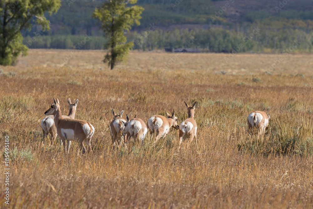 Pronghorn antelope in the Fall rut Pronghorn antelope in the Fall rut