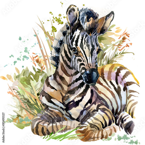 Canvas Print zebra. wild animals watercolor illustration