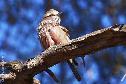 Bild auf Leinwand Stichelracke (Coracias naevia) am Waterberg in Namibia