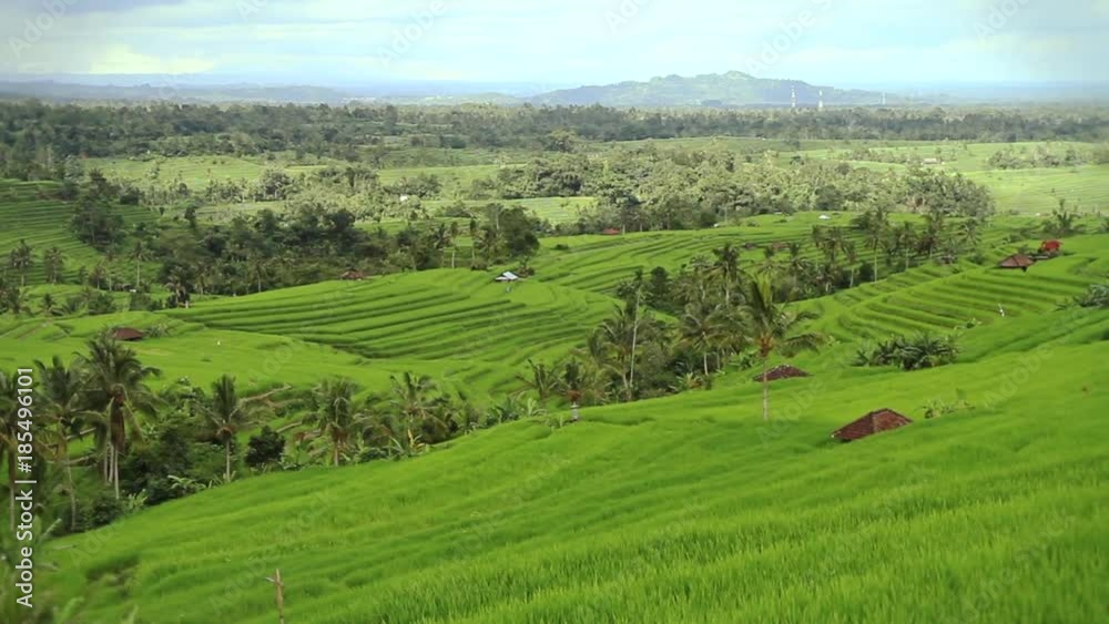 Jatiluwih rice fields in Bali, Indonesia.