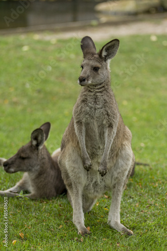 Eastern Gray Kangaroos