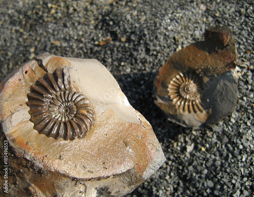 Ammonit Pleuroceras im Fundzustand ("Lucky Split"), Unterer Jura, Oberpliensbachium (190 Mio. Jahre alt), Osnabrücker Bergland