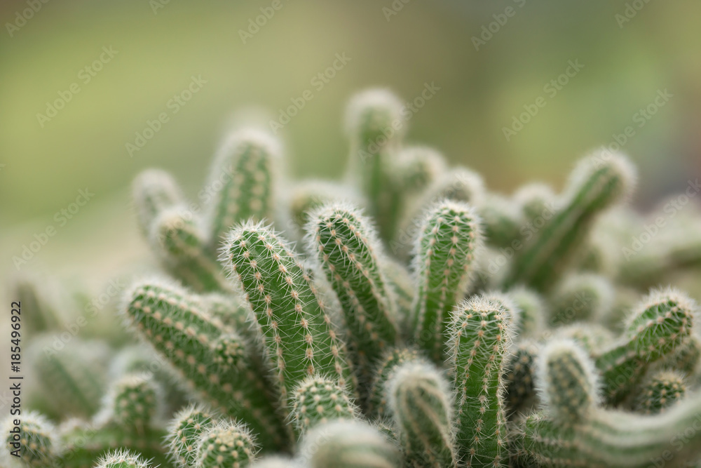Cactus is the succulent plant with many different shapes, colors, variegated and beautiful flowers. Its native is in desert. People grow cactus for decorate in their garden, glasshouse or greenhouse Cactus is the succulent plant with many different shapes, colors, variegated and beautiful flowers. Its native is in desert. People grow cactus for decorate in their garden, glasshouse or greenhouse