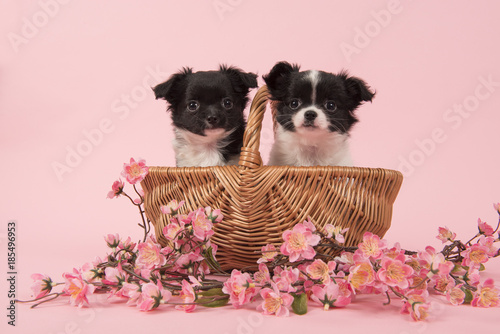 Fototapeta Naklejka Na Ścianę i Meble -  Two cute chihuahua puppy dogs in a basket on a pink background with pink flowers