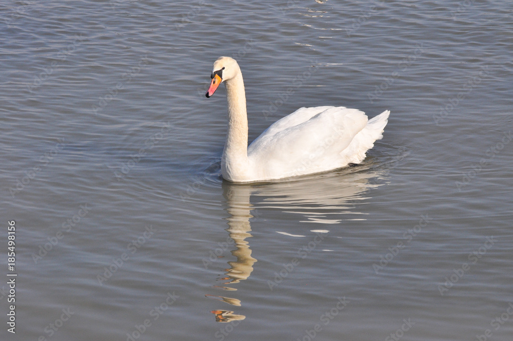 Beautiful swan in Danube river in Belgrade, Serbia , Swan on river in cold winter Beautiful swan in Danube river in Belgrade, Serbia , Swan on river in cold winter