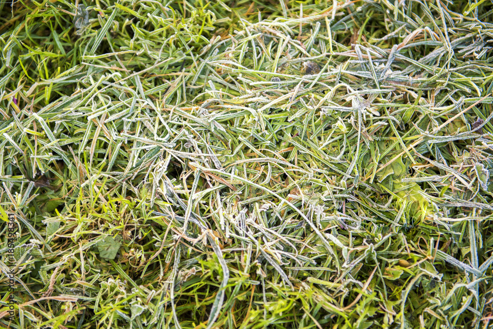 High Angle View Of Autumn Leaves On Grass High Angle View Of Autumn Leaves On Grass