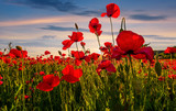 poppy flowers field in mountains. beautiful summer landscape at sunset